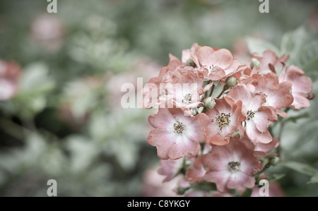 Close up of beautiful dog rose flowers (rosa canina) Stock Photo