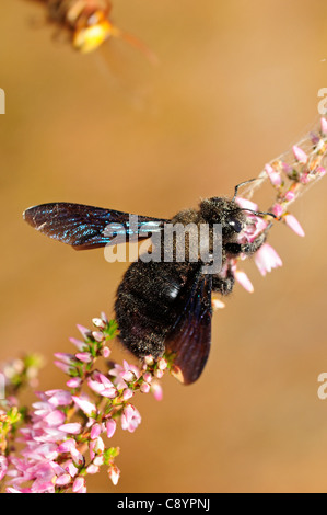 Violet carpenter bee (Xylocopa violacea) attacked by an European hornet (Vespa crabro) Stock Photo