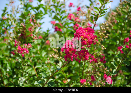 Closeup of the red flowers of Lagerstroemia indica Crape myrtle or Crepe myrtle in September in Japan Stock Photo