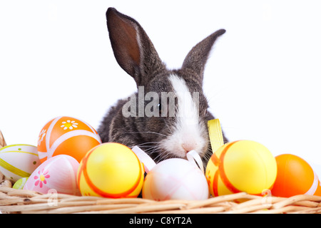 Easter rabbit inside a basket full of painted easter eggs (isolated on white) Stock Photo