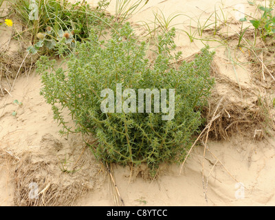 Prickly Saltwort, salsola kali Stock Photo