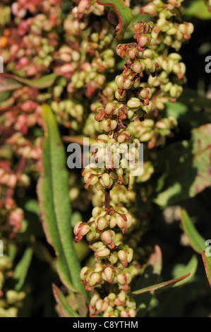 Shore Dock, rumex rupestris Stock Photo