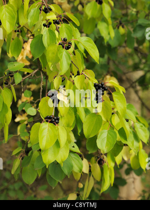 Buckthorn, rhamnus cathartica, fruits Stock Photo