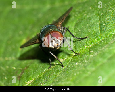 Lucillia hi-res stock photography and images - Alamy