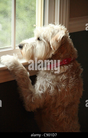 soft coat Wheaton Terrier dog looking out window at car in driveway Stock Photo