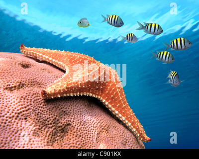 Starfish on coral and sergeant major fish with water surface in background, Caribbean sea Stock Photo