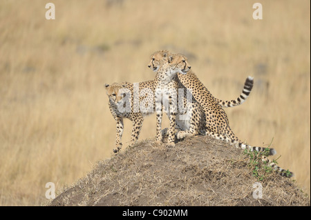 Cheetah (Acinonyx jubatus) mother & her two big cubs sitting on a termite mound Stock Photo