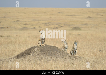 Cheetah (Acinonyx jubatus) mother & her two big cubs sitting on a termite mound