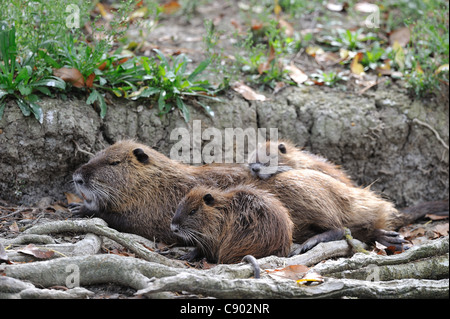 Coypu - River rat - Nutria (Myocastor coypus) family resting in the shadow Stock Photo