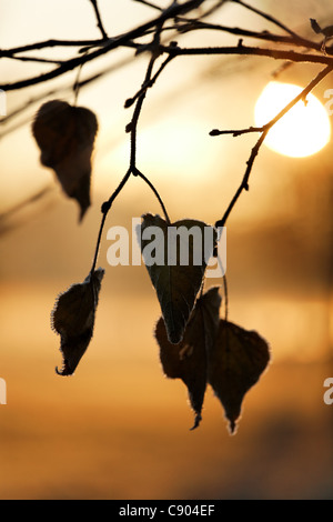 Linden leaves in the colors of the late autumn covered with hoarfrost over the rising sun. Hoarfrost on the edges of leaves. Stock Photo