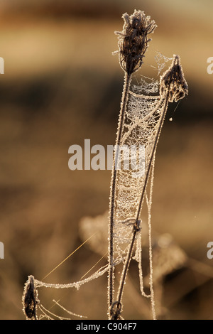 Web with the frozen dew between two blades. Early morning in the late autumn. Colours of the rising sun. Stock Photo