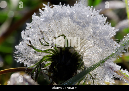 Dandelion in the frozen dew Stock Photo