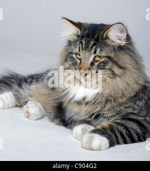 young Norwegian Forest Cat resting on the ground in light grey back Stock Photo