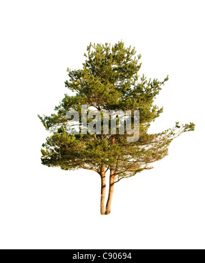 pine is isolated on white background Stock Photo