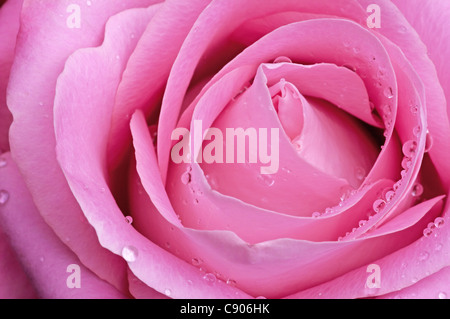 Pink rose with water droplets Stock Photo