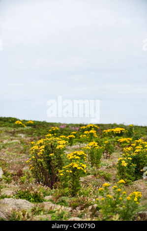 Common Ragwort, Senecio jacobaea, growing on Skomer Island, South Pembrokeshire, Wales, United Kingdom Stock Photo