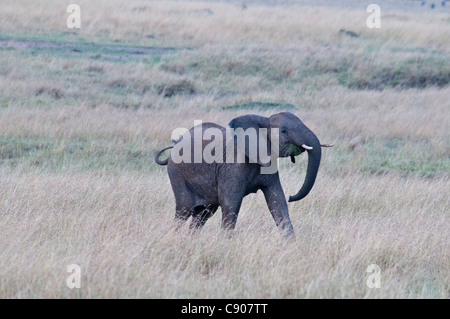 Solitary African Elephant Calf, Loxodonta africana, Masai Mara National Reserve, Kenya, Africa