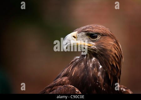 Golden Eagle - Aquila chrysaetos Stock Photo