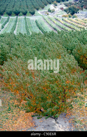 Orchard and wine vineyard in Washington State. Stock Photo
