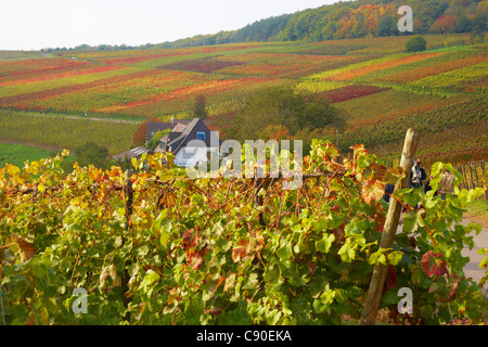 Rotweinwanderweg through vineyards near Altenwegshof, Autumnal tint, Ahr, Eifel, Rhineland-Palatinate, Germany, Europe Stock Photo
