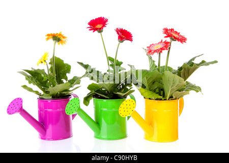 Three watering cans with Gerber flowers over white background Stock Photo