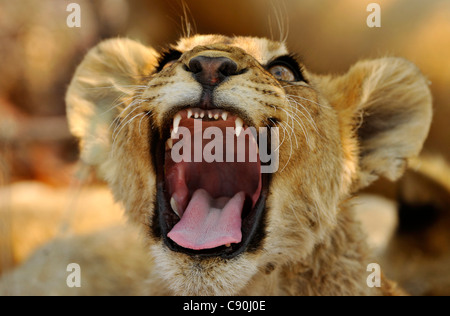 Lion cub roaring, Etosha National Park, Namibia, Africa Stock Photo