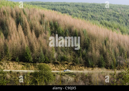 The Trawscoed stage (SS15) of the 2006 Wales Rally GB. Stock Photo