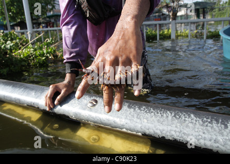 A man playing with centipede in floodwaters , Bangkok , Thailand Stock Photo