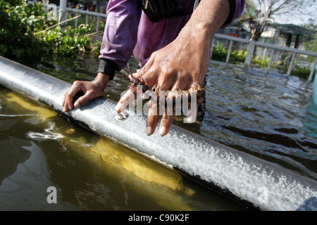 A man playing with centipede in floodwaters , Bangkok , Thailand Stock Photo