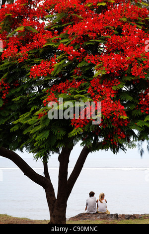 A couple sitting under a Flamboyant tree in Saint Leu, La Reunion, Indian Ocean Stock Photo
