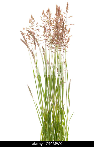 tuft grass Poa pratensis on white background Stock Photo