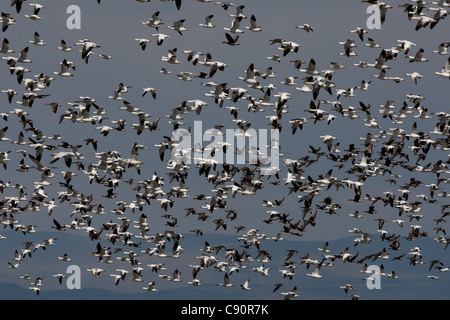 Snow Geese and Ross's Geese in flight - Sacramento Valley, NWR, California, USA Stock Photo