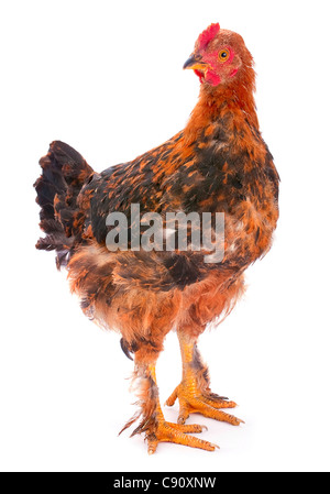 Baby rooster farm bird shot in studio on white Stock Photo