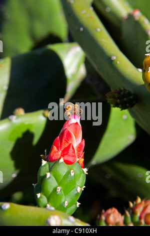 The Netherlands, Oranjestad, Sint Eustatius Island, Dutch Caribbean. Flowering Cochineal Cactus and wasp in Botanical Garden.
