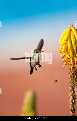 The Netherlands, Oranjestad, Sint Eustatius Island, Dutch Caribbean. Antillean Crested Hummingbird. Female. Stock Photo
