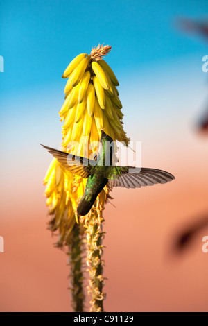 The Netherlands, Oranjestad, Sint Eustatius Island, Dutch Caribbean. Antillean Crested Hummingbird. Female. Stock Photo