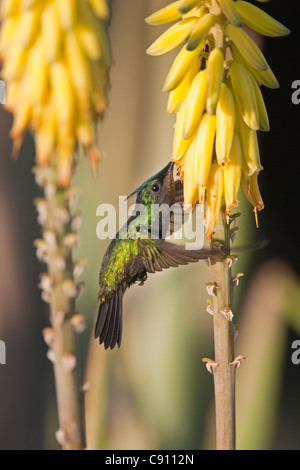 The Netherlands, Oranjestad, Sint Eustatius Island, Dutch Caribbean. Antillean Crested Hummingbird. Male. Stock Photo