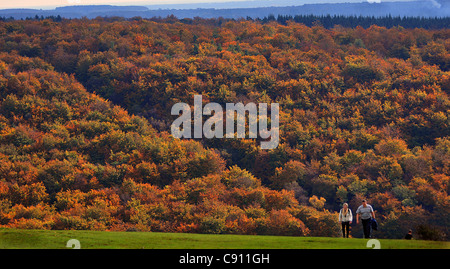 AN EXPLOSION OF AUTUMN COLOURS AT QUEEN ELIZABETH COUNTRY PARK PROVIDE A MAGNIFICENT BACKDROP FOR WALKERS ON BUTSER HILL Stock Photo