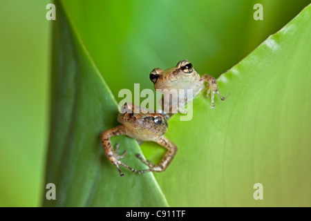Netherlands, Windwardside, Saba Island, Dutch Caribbean. Whistling Tree Frog ( Eleutherodactylus johnstonei ) Heliconia plant. Stock Photo