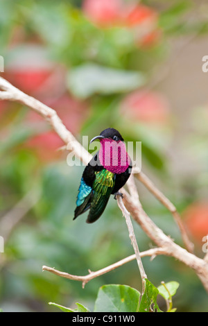 The Netherlands, Windwardside, Saba Island, Dutch Caribbean. Purple throated Carib hummingbird ( Eulampis jugularis ). Stock Photo