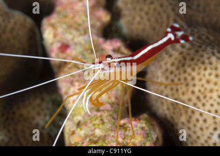 Hump-back Cleaner Shrimp, Lysmata amboinensis, Chicken Farm dive site, Christmas Island, Australia, Indian Ocean Stock Photo