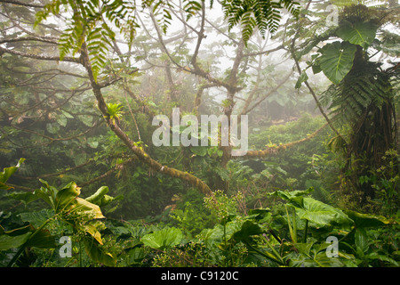 Netherlands, Windwardside, Saba Island, Dutch Caribbean. Mount Scenery National Park. Highest point in the Netherlands. (887 metres) Stock Photo