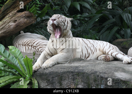 White Bengal TIgers laying down, open mouth eyes closed Stock Photo