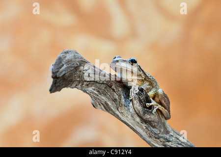 Netherland, Bonaire Island, Dutch Caribbean, Kralendijk, Coqui Antillano, Whistling Tree frog ( Eleutherodactylus johnstonei ). Stock Photo