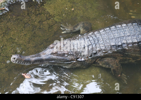 Top view Gharial Crocodile Singapore Zoo Stock Photo