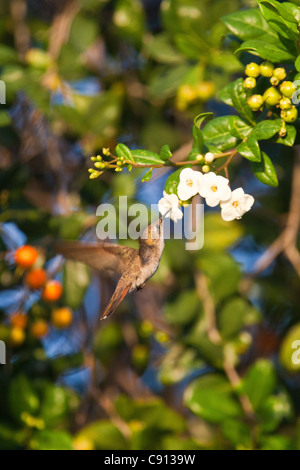 The Netherlands, Bonaire Island, Dutch Caribbean, Kralendijk, Ruby Topaz Hummingbird ( Chrysolampis mosquitus ) . Female. Stock Photo