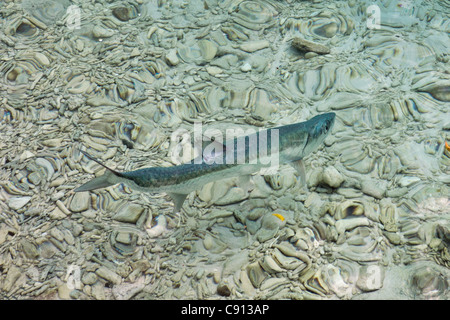 The Netherlands, Bonaire Island, Dutch Caribbean, Kralendijk, Tarpon fish in shallow water. Stock Photo