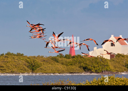 Bonaire Island, Dutch Caribbean, Kralendijk, Greater Flamingos ( Phoenicopterus ruber ) flying in front of slave masters house. Stock Photo