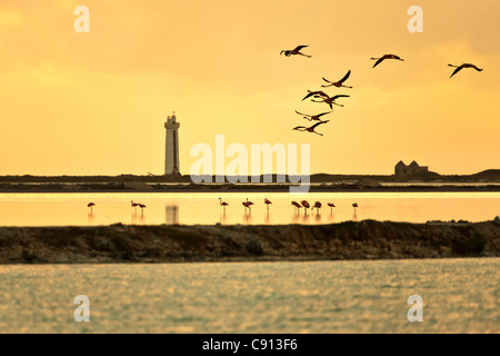 The Netherlands, Bonaire Island, Dutch Caribbean, Kralendijk, American or Caribbe Flamingo ( Phoenicopterus ruber ). Lighthouse. Stock Photo