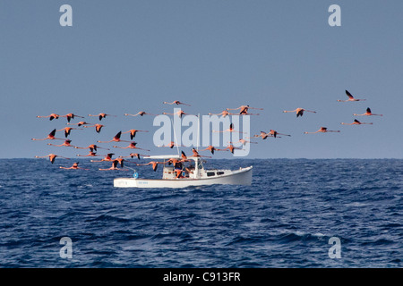 The Netherlands, Bonaire Island, Dutch Caribbean, Kralendijk, American Flamingo ( Phoenicopterus ruber ). Fishing boat. Stock Photo